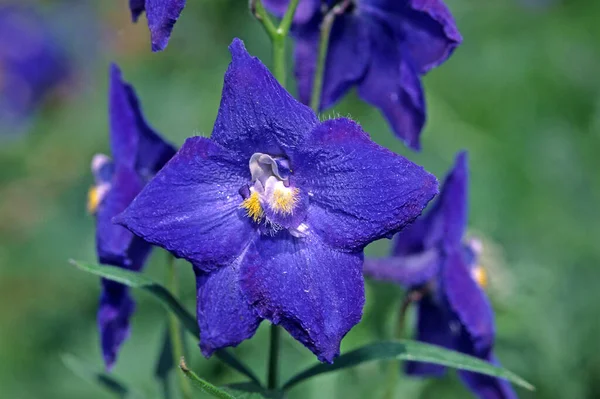 Delphinium Belladonna Hybride Variété Atlantide Éperon Chevalier — Photo