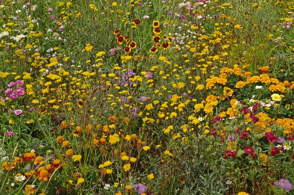 Łąka Kwiatów Ogrodowych Czerwcu Tagetes — Zdjęcie stockowe