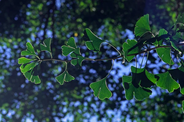 Piękne Botaniczne Ujęcie Naturalna Tapeta — Zdjęcie stockowe