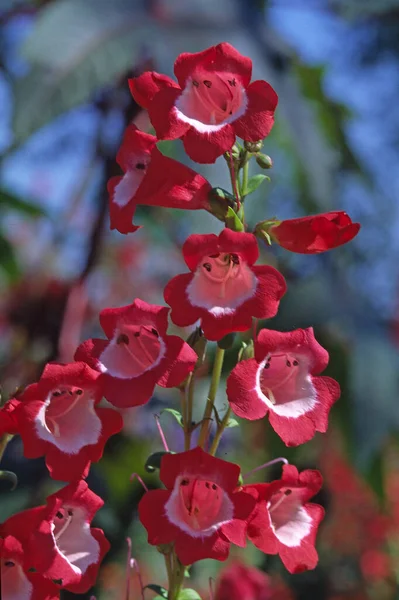 Penstemon Hartwegii Fil Barbe — Photo