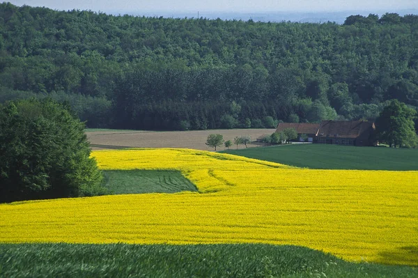 Rapsfeld Bad Iburg Freeden — Stockfoto