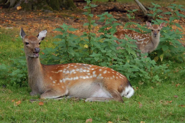 Laat Kitz Ruh — Stockfoto