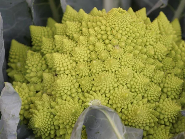 Vegetarische Kost Selektiver Fokus — Stockfoto