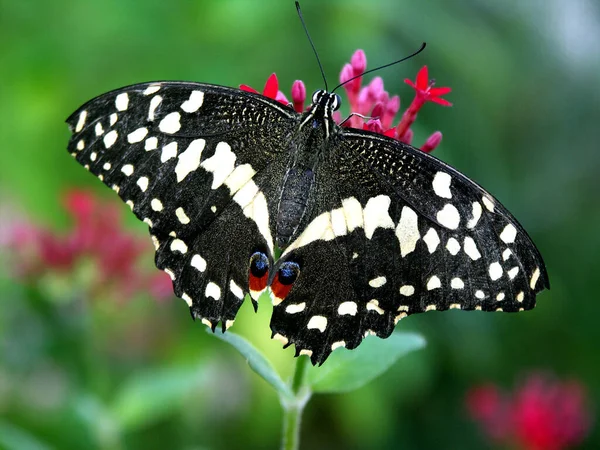 Πεταλούδα Στο Λουλούδι — Φωτογραφία Αρχείου