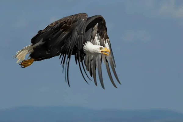 Vacker Utsikt Över Majestätisk Skallig Örn Vild Natur — Stockfoto