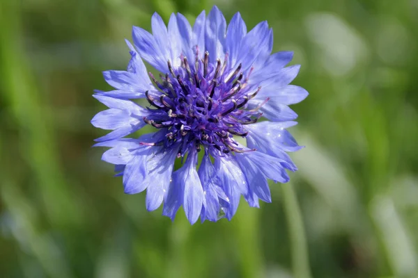 Kornblume Centaurea Cyanus コーンフラワー — ストック写真