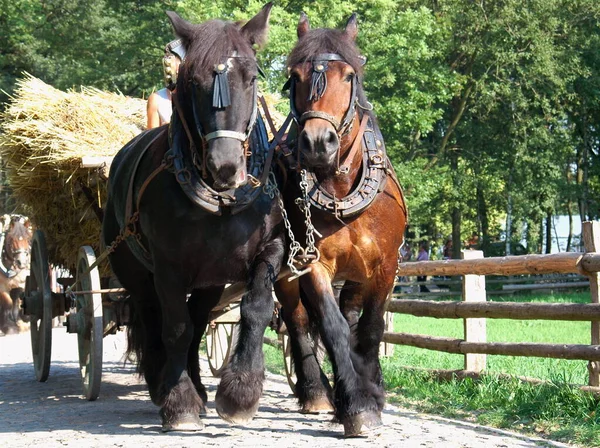 Horses Outdoors Daytime — Stock Photo, Image