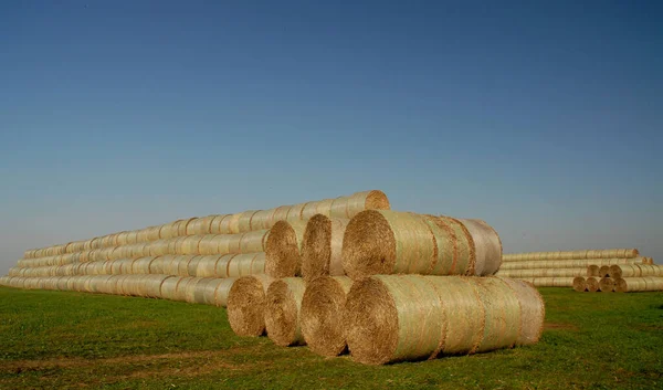 Campo Agrícola Com Fardos Palha — Fotografia de Stock