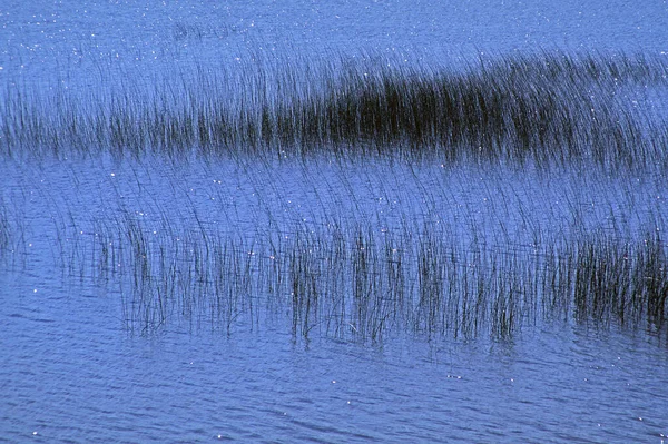 Skye Elisshader Swamp Grass Шотландия — стоковое фото