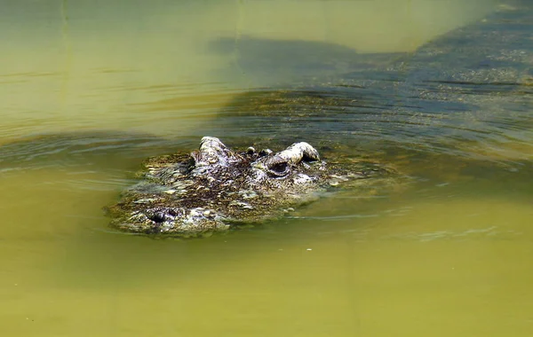 Coccodrillo Animale Alligatore Predatore Anfibio — Foto Stock