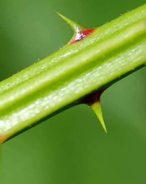 Piękne Botaniczne Ujęcie Naturalna Tapeta — Zdjęcie stockowe