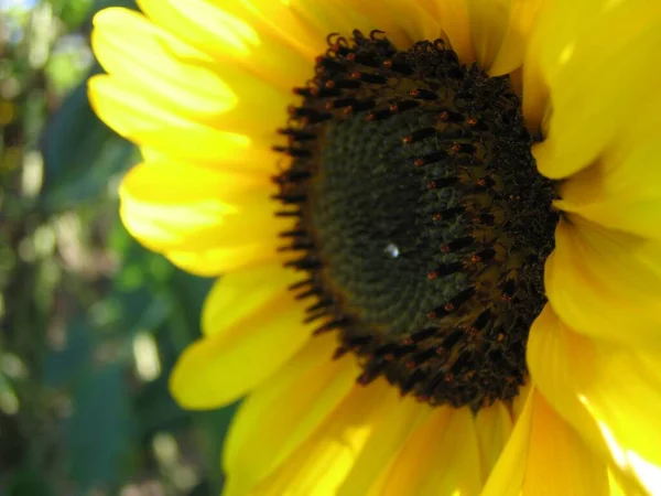 Gula Solrosor Flora — Stockfoto