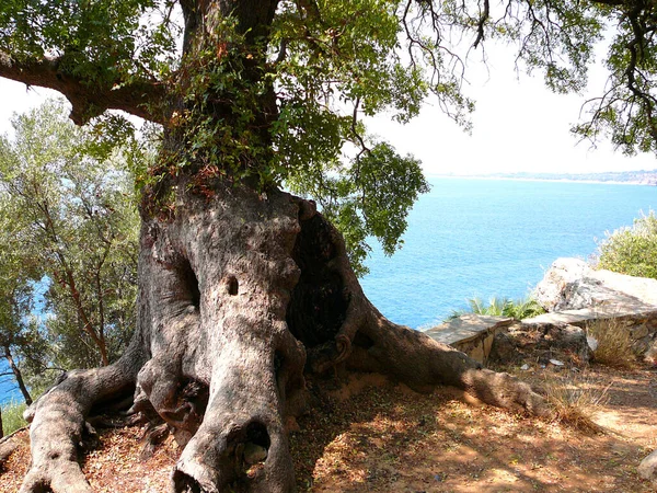 Оливковое Дерево Флора Природы — стоковое фото