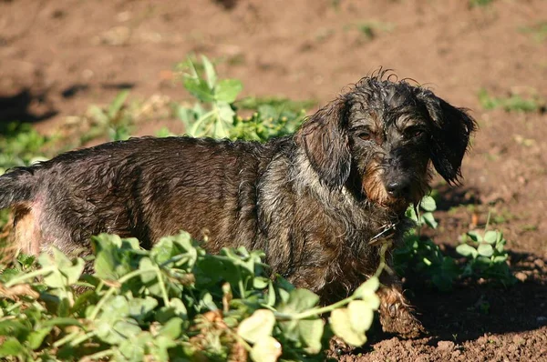 Ritratto Cane Carino — Foto Stock