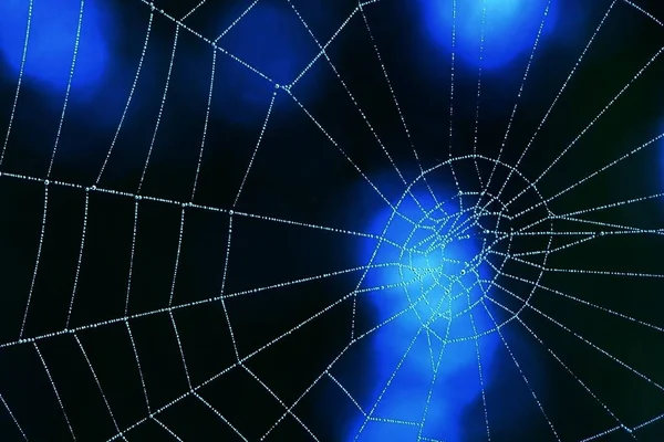 Telaraña Con Rocío Matutino Con Fondo Editado — Foto de Stock