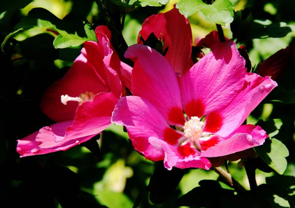 Escénico Hermosa Flor Hibisco Colorido —  Fotos de Stock