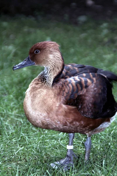 Vue Panoramique Bel Oiseau Nature — Photo