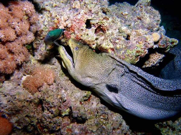 Moray Fish Węgorz Morski Wodach Głębinowych — Zdjęcie stockowe