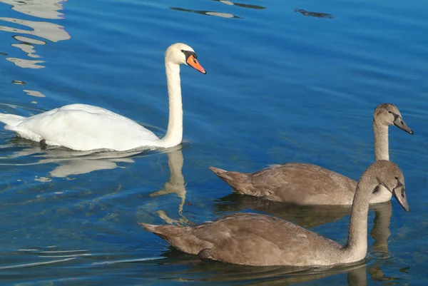 Blick Auf Majestätischen Schwan Der Natur — Stockfoto