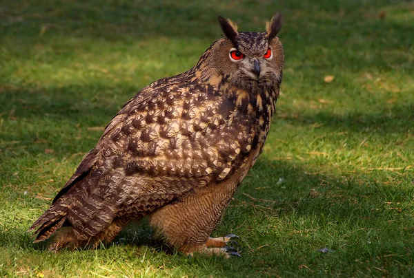 Scenic View Beautiful Bird Nature — Stock Photo, Image