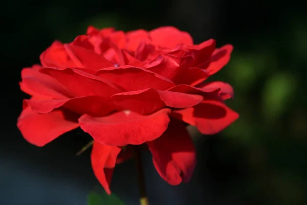 Bautiful Botanický Záběr Přírodní Tapety — Stock fotografie