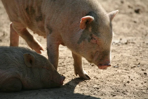 Gelukkige Varkens Frailand Landbouw — Stockfoto