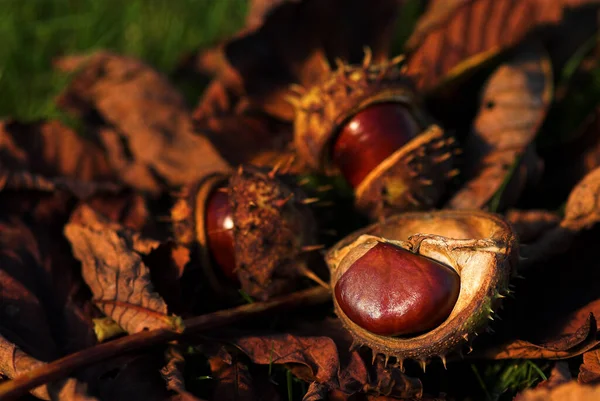 Atmosfera Autunnale Attenzione Selettiva — Foto Stock