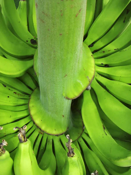 Φρούτα Μπανάνας Στην Αγορά — Φωτογραφία Αρχείου