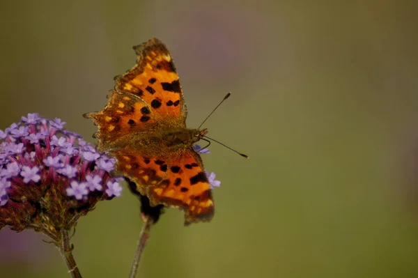 Nahaufnahme Von Schmetterling Wildniskonzept — Stockfoto