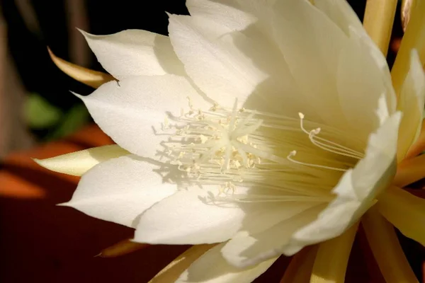 Krásný Botanický Záběr Přírodní Tapety — Stock fotografie