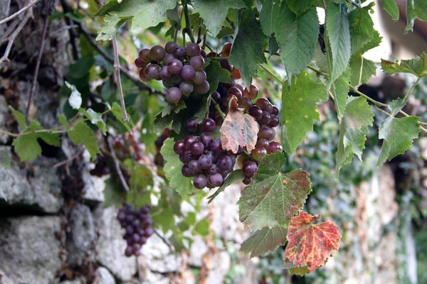 Τσαμπιά Από Σταφύλια Γλυκά Μούρα Φρούτων — Φωτογραφία Αρχείου