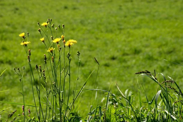 Vacker Botanisk Skott Naturliga Tapeter — Stockfoto