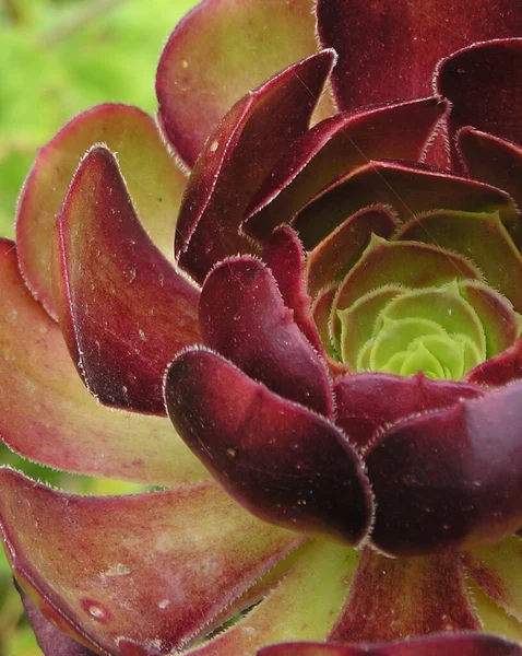 Schöne Blumen Blumiges Konzept Hintergrund — Stockfoto