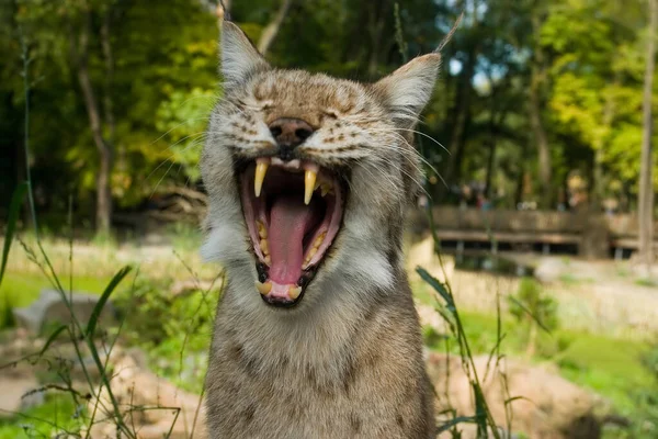 Großaufnahme Von Tier Zoo — Stockfoto