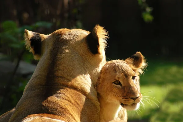 Scénický Pohled Faunu Flóru Savannah — Stock fotografie