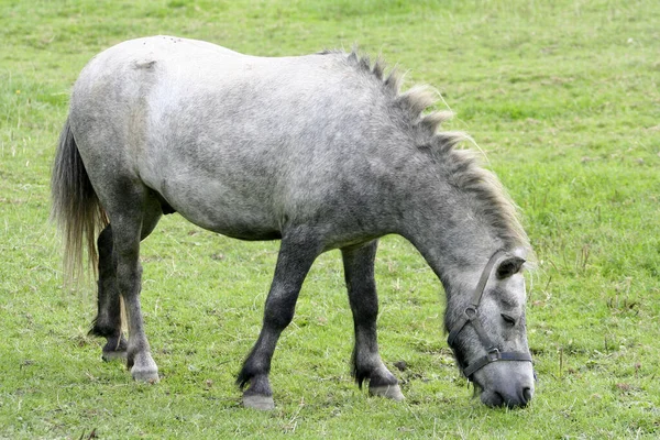 Cheval Animal Troupeau Pâturage Animal Faune Naturelle — Photo