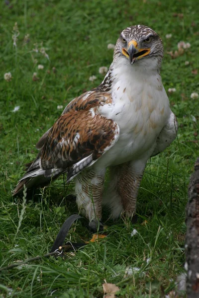 King Raumbon Buzzard — Stock Photo, Image