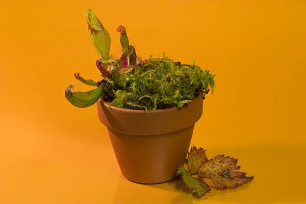 Saracenia Purpurea Sundew — Fotografia de Stock