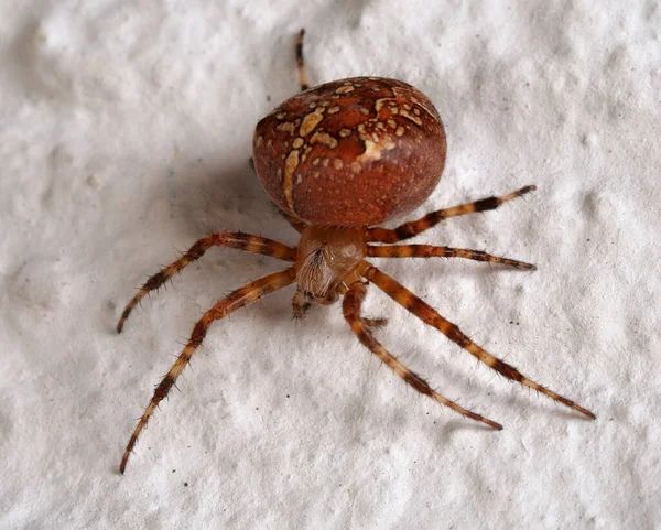 Aranha Cruzada Inseto Aranha Assustador — Fotografia de Stock