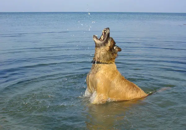 Vito Captura Gotas Agua — Foto de Stock