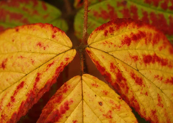 秋の紅葉や紅葉 — ストック写真