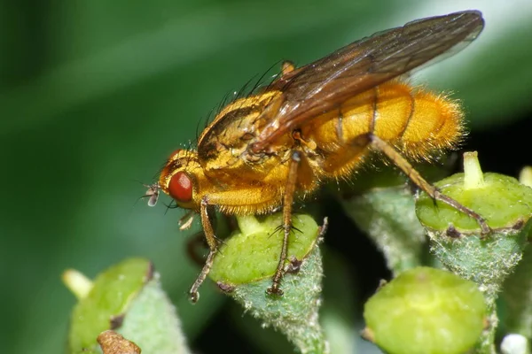 Male Crap Fly — Stock Photo, Image