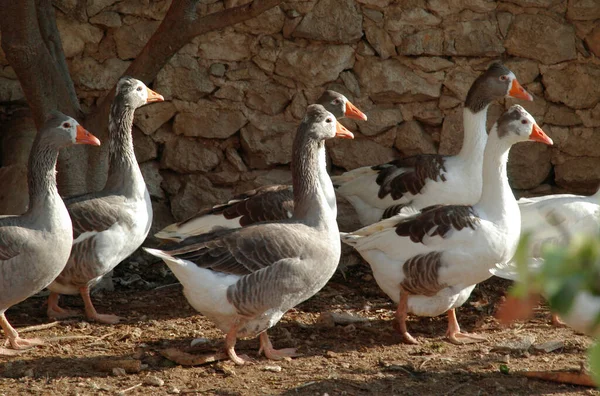 Vacker Utsikt Över Vacker Fågel Naturen — Stockfoto