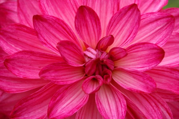 Schöne Blumen Blumiges Konzept Hintergrund — Stockfoto