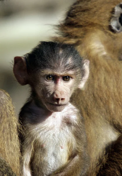 Nærbillede Dyr Zoologisk Have - Stock-foto