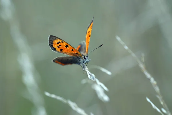 Zbliżenie Motyla Koncepcja Dzikości — Zdjęcie stockowe