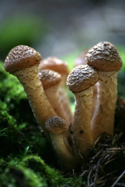 Still Young Mushrooms Moss Pad — Stock Photo, Image