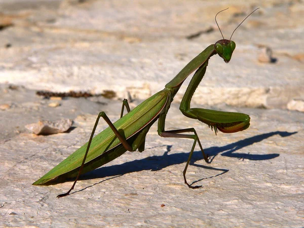 Mantis Insects Prey Bug — Stock Photo, Image