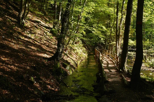 Vista Panoramica Della Flora Nella Foresta Selvatica — Foto Stock