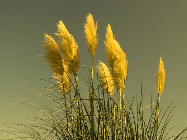 Goudkorenveld Met Waterdruppels — Stockfoto